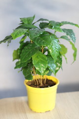 coffee tree, flower in a pot in the interior, home plant on the windowsill