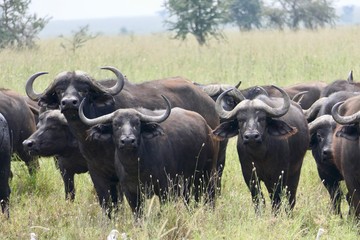 Wild buffalo looking over curiously, serengeti, tanzania, africa