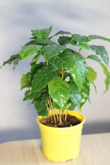 coffee tree, flower in a pot in the interior, home plant on the windowsill