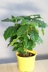 Fototapeta premium coffee tree, flower in a pot in the interior, home plant on the windowsill