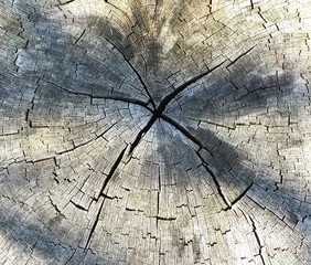 old tree texture background 