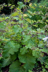 Flowering Great Burdock. Arctium lappa