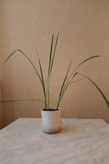 date palm at home, transplanting a home plant, care for flowers on the windowsill,women's hobby