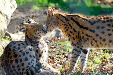 Nez à nez chez les servals