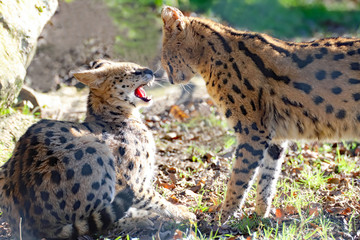 Feulement chez le Serval