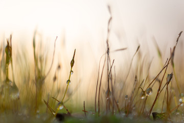 Landscape formed by sporangia