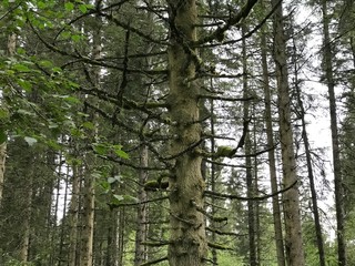 old conifer with broken branches, rotten and ready for cutting