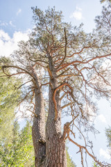Krone einer alten Kiefer Pinus sylvestris