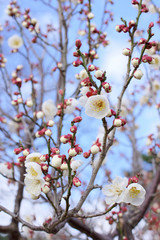 white plum(ume) blossoms in spring