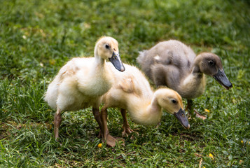 Running duck with chicks in the garden in search of food