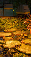 water plant display in a tropical garden 