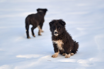 Naklejka premium Romanian shepherd dogs