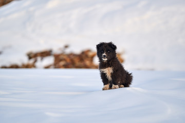 Romanian shepherd dog cub