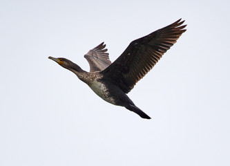 Great Cormorant in flight