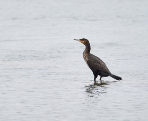 Great cormorant (Phalacrocorax carbo)