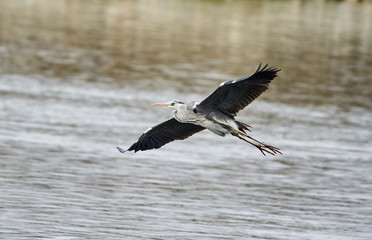 Grey heron in flight