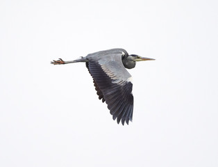 Grey heron in flight