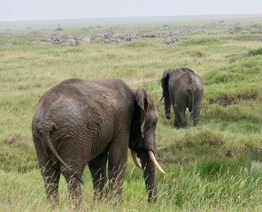 Fototapeta premium Two elephants walking in savannah, serengeti, tanzania, africa