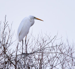 Great egret perched on a branch