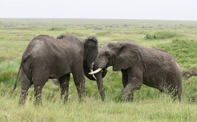 Two elephant bulls playing in savannah, serengeti, tanzania, africa