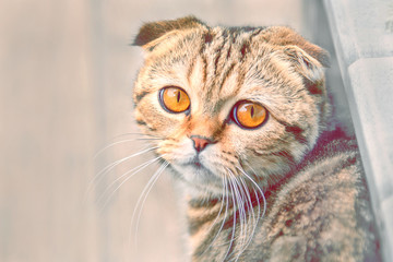 Scottish fold cat with brown eyes