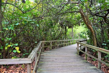 wooden bridge in the park