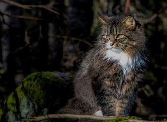 Pretty Norwegian forest cat in a natural environment
