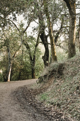 great road in forest leading  to wonder