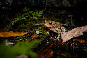 Close-up view of a common toad in the forest