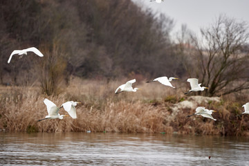Great egrets flying