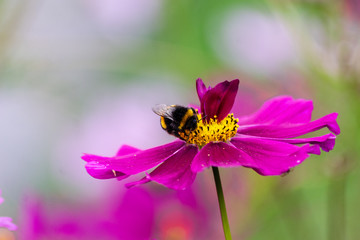 A buff tailed bumble bee  Bombus terrestris feeding from a cosmos bipinnatus flower with petals growing in its centre due to genetic mutation