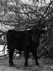 soft calfs with her mother 