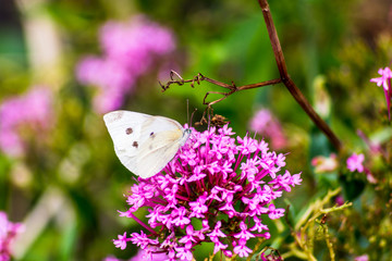 Bright pink and purple fuschia flowers dangling down a stone wall