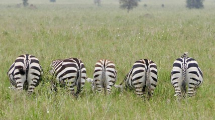 Closeup of zebras from behind in savannah, serengeti, tanzania, Africa