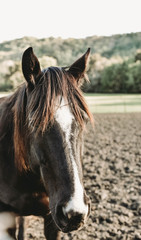 majestic horse grazing in a pasture 