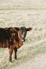 soft calfs with her mother 