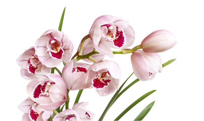 pink orchid flowers bouquet isolated on white background