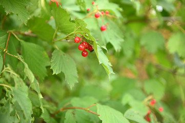 red berries on a branch
