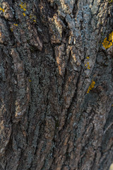 Naklejka premium trunk of an old tree. natural wood texture