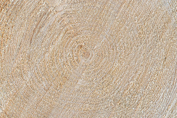 tree trunk cut. wood texture