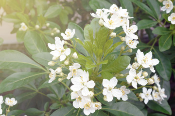 A rare plant from the root family, Ternata Choisya, .Mexican orange. White large Choisya flowers on a background of green leaves.