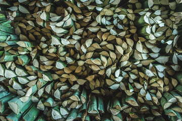 Henequen plant texture