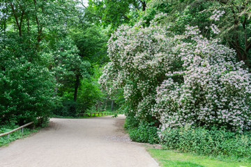 The Tiergarten, walk through the green beautiful park in central Berlin , green lawns and beautiful flowers