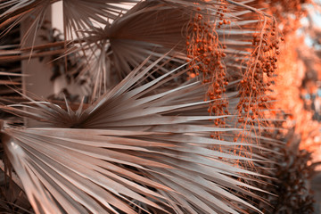 Tropical palm branches Botanical, natural background, toned photo