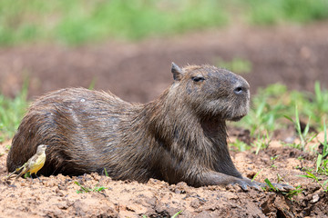 Cute Capybara resting near a curious bird 