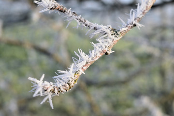 frost on branch
