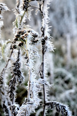 branches of tree in winter