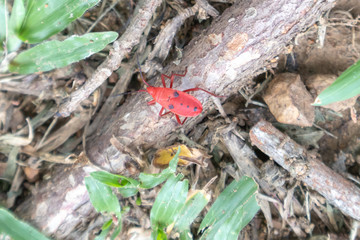 Red bug clinging to branches on the ground.