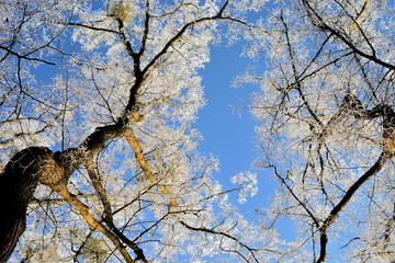 tree and blue sky