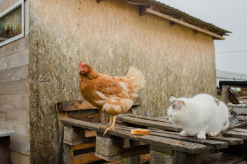 red chicken and white cat are sitting near the barn on the farm